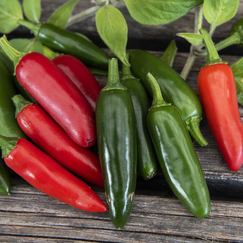 Chilipepper ''Serrano''