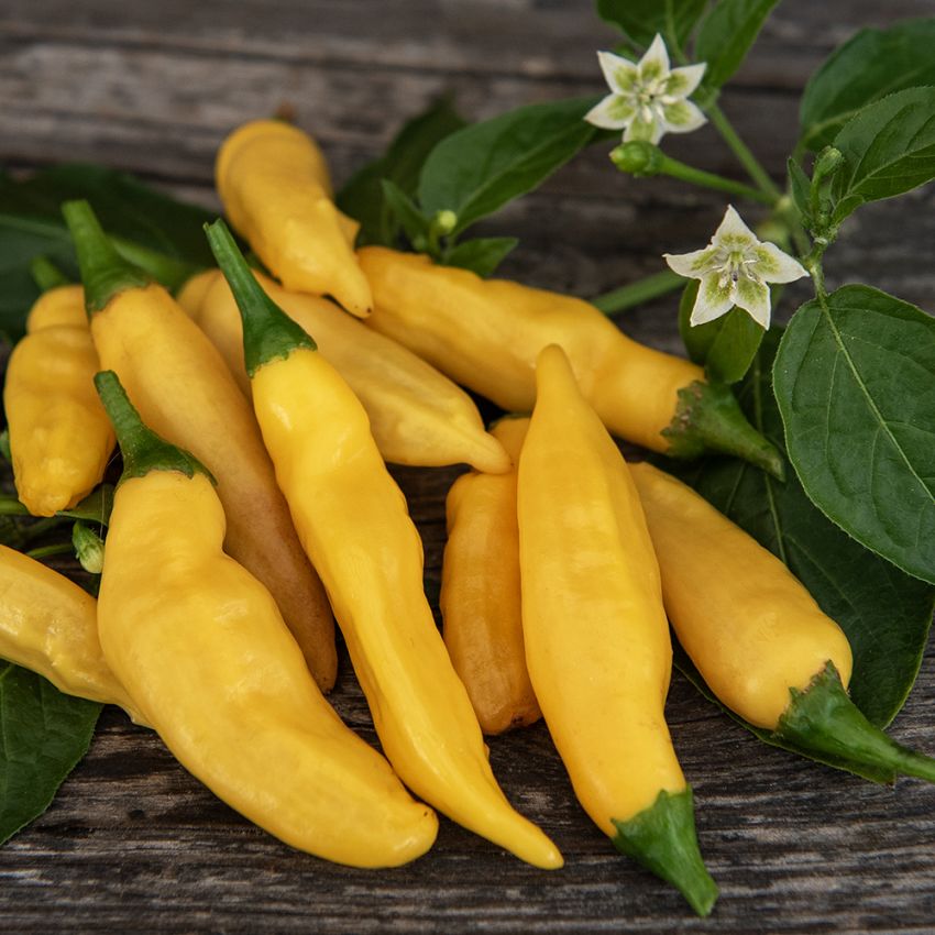 Chilipeber 'Hot Lemon', slanke frugter med let sødme, en note af frugtig citrus og en behagelig varme.