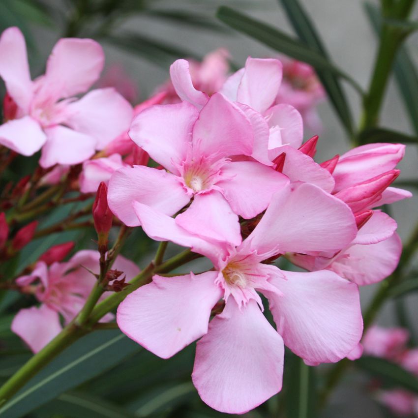 Oleander i gruppen Frø / Flerårige potteplanter hos Impecta Fröhandel (305)