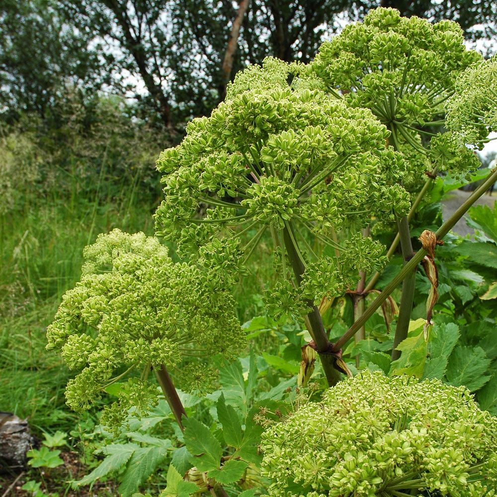 Fjellkvann i gruppen Frø / Nyttige planter / Medisinske planter hos Impecta Fröhandel (3096)