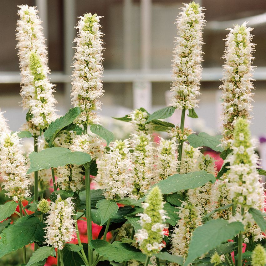 Koreamynte 'Liquorice White' i gruppen Frø / Ettårige blomster hos Impecta Fröhandel (3121)