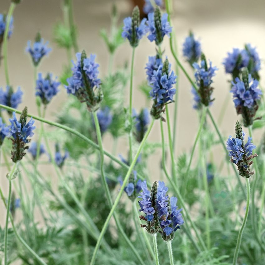 Oreganolavendel 'Spanish Eyes' i gruppen Frø / Ettårige blomster hos Impecta Fröhandel (3128)