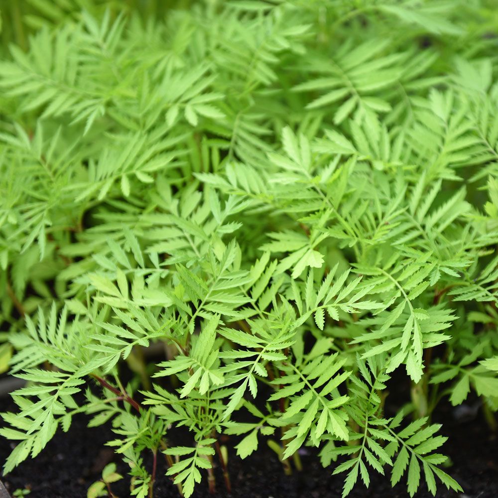 Fløyelsblomst, grønngjødsling 'Evergreen' i gruppen Frø / Nyttige planter / Grønngjødsel hos Impecta Fröhandel (31521)