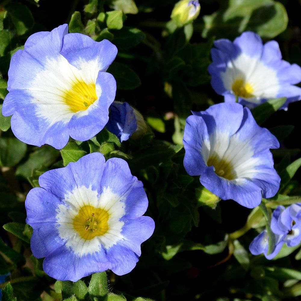 Pokalblom 'Blue Bird' i gruppen Frø / Ettårige blomster hos Impecta Fröhandel (316)