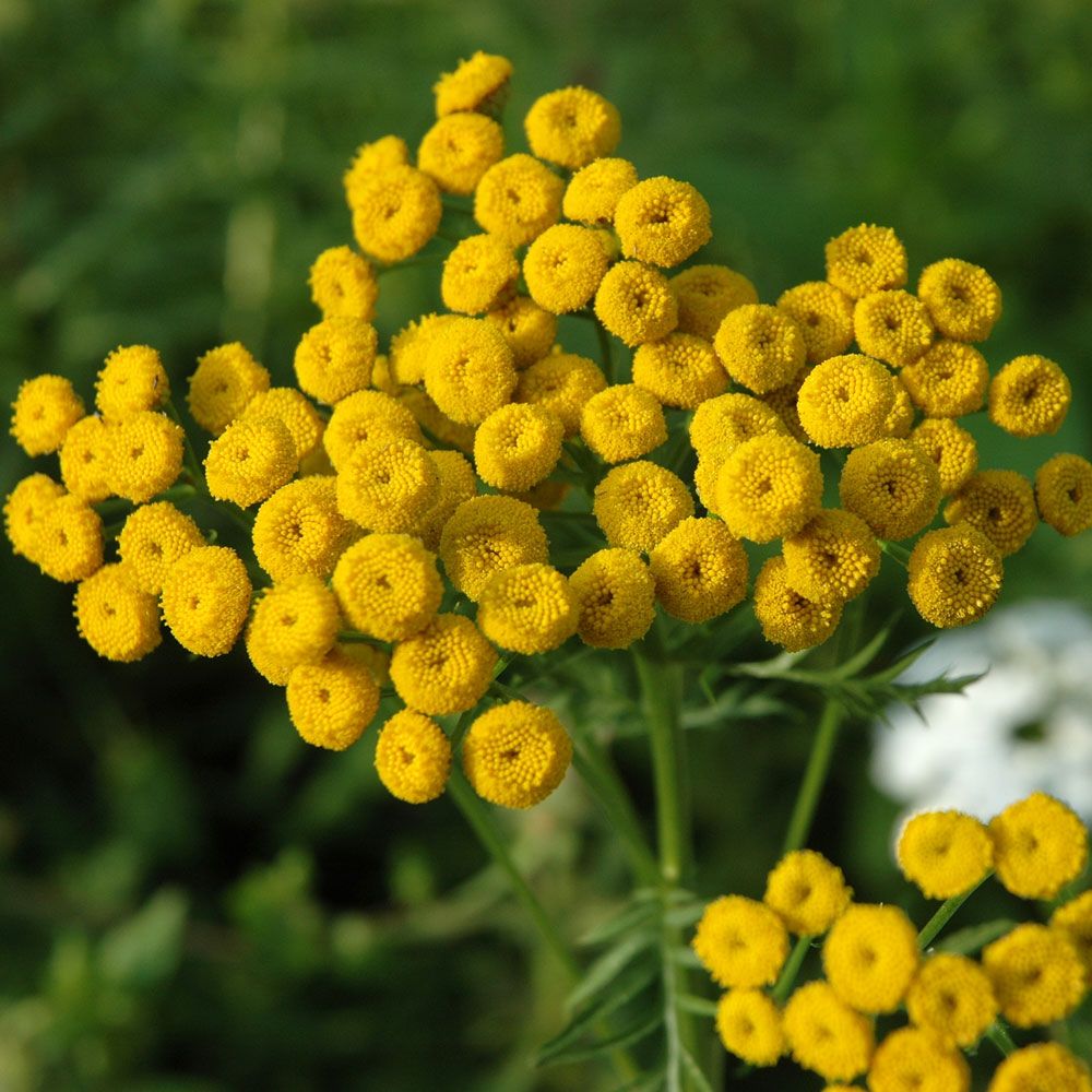 Reinfann i gruppen Frø / Nordiske villblomster hos Impecta Fröhandel (3178)