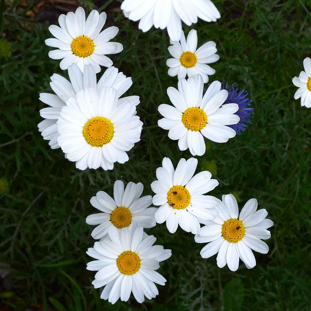 Pyrethrium i gruppen Frø / Nyttige planter / Medisinske planter hos Impecta Fröhandel (3338)