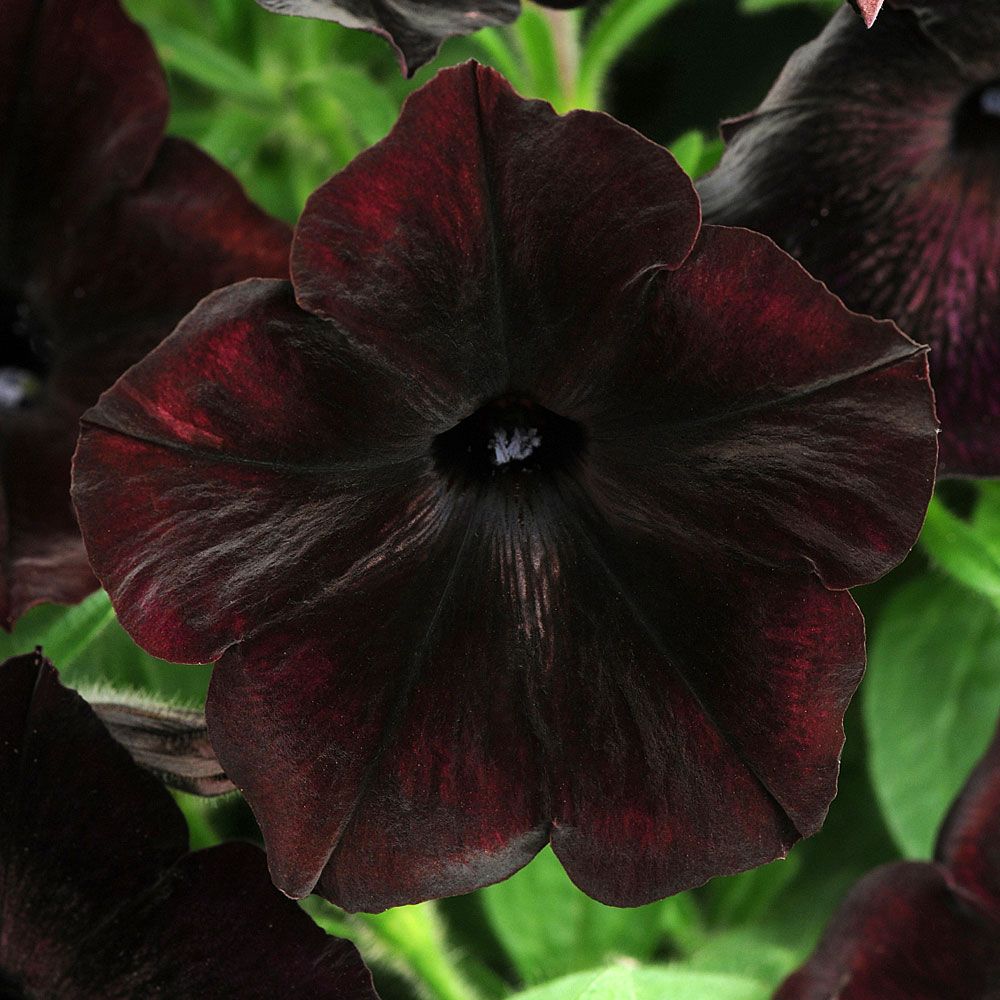 Petunia F1 'Debonair Black Cherry' i gruppen Frø / Ettårige blomster hos Impecta Fröhandel (368)