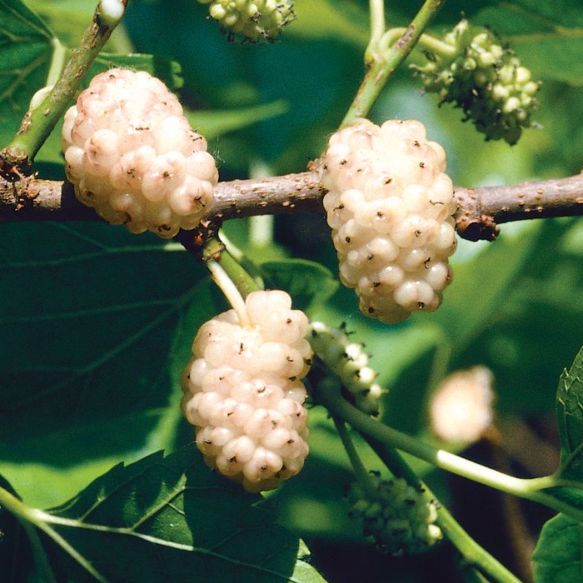 Hvitmorbær i gruppen Frø / Busker og trær hos Impecta Fröhandel (4165)