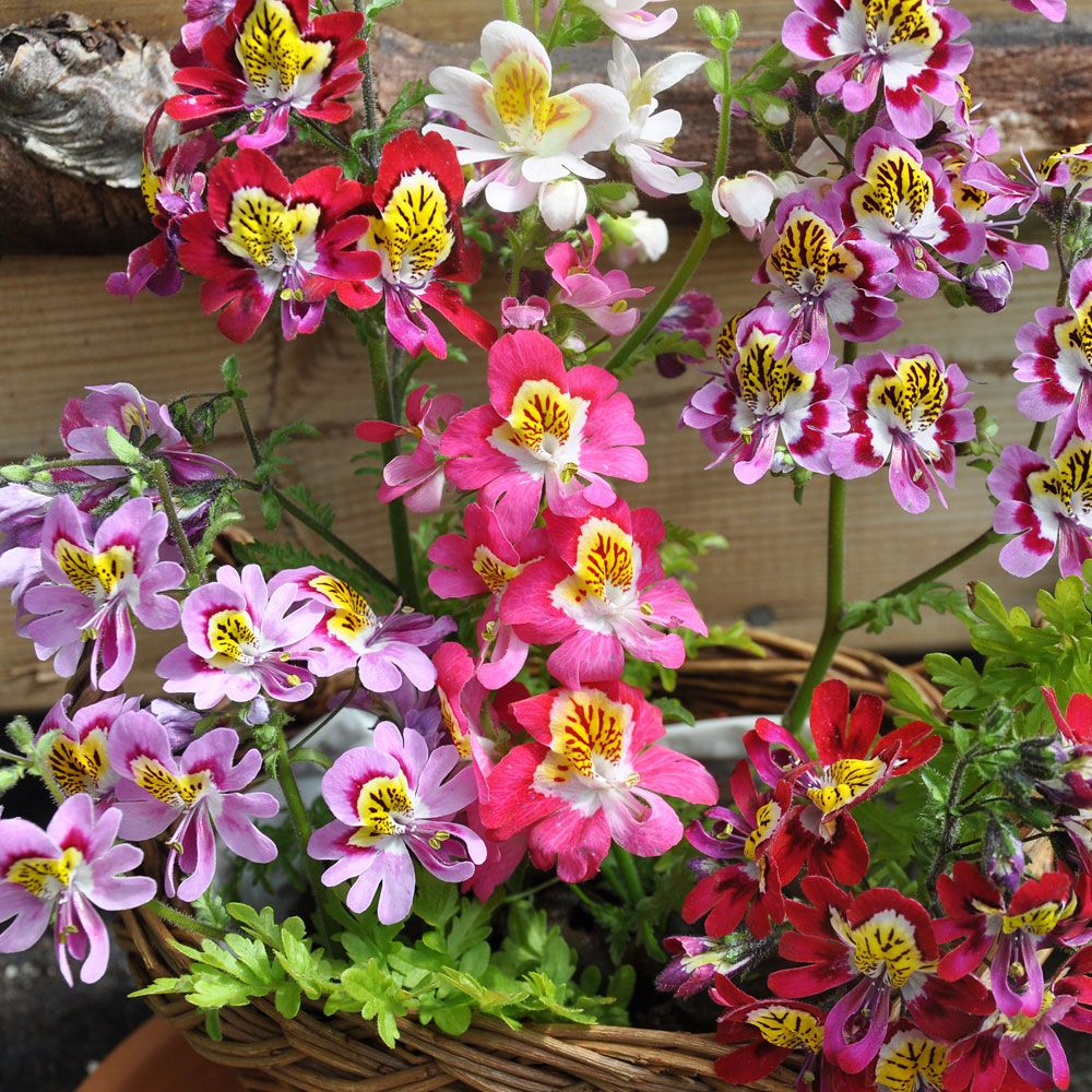 Splittblomst 'Joyride' i gruppen Frø / Ettårige blomster hos Impecta Fröhandel (455)