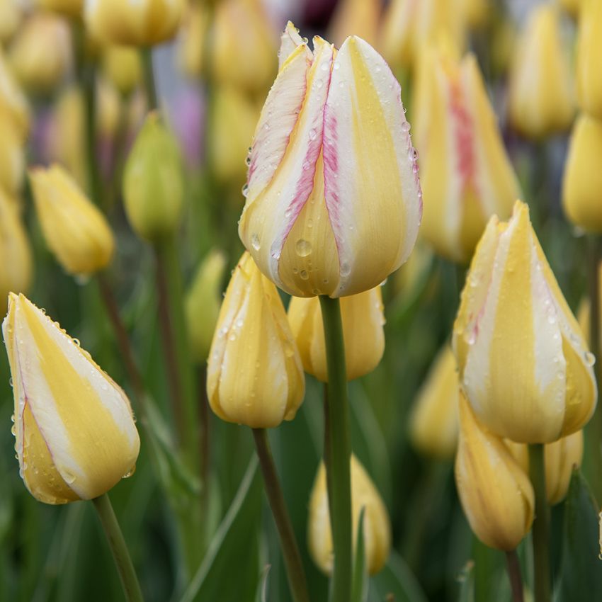 Tulipan 'Antoinette' 7 stk. i gruppen Løk og knoller hos Impecta Fröhandel (465150)
