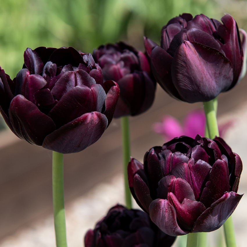 Tulipan 'Black Hero' 5 stk. i gruppen Løk og knoller hos Impecta Fröhandel (465215)
