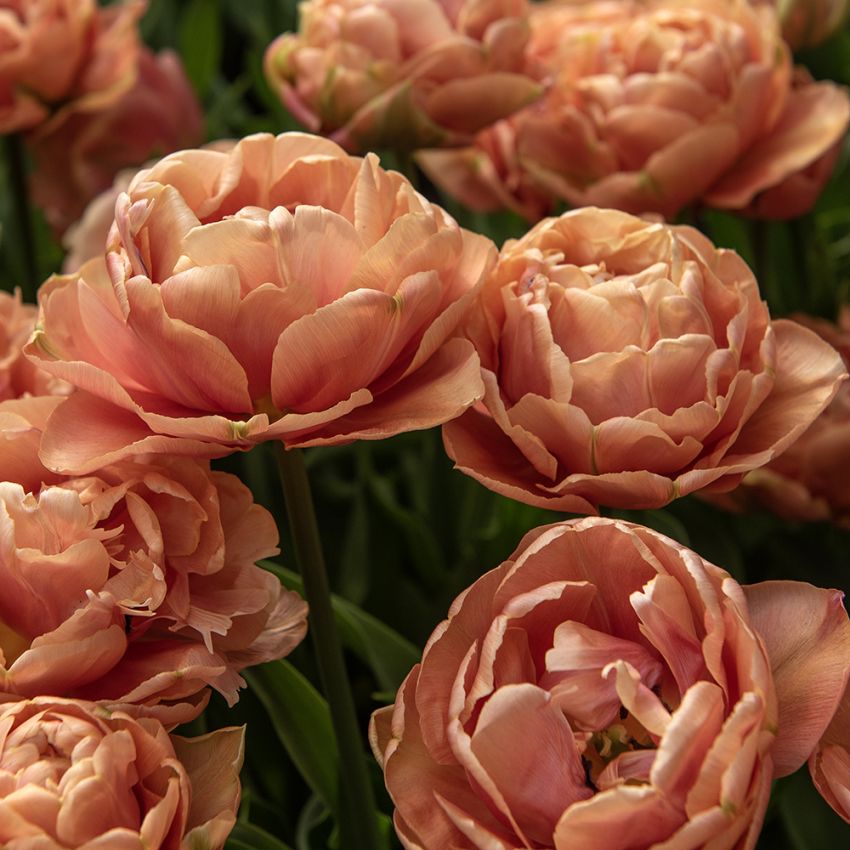 Tulipan 'Copper Image' 7 stk.  i gruppen Løk og knoller hos Impecta Fröhandel (465225)