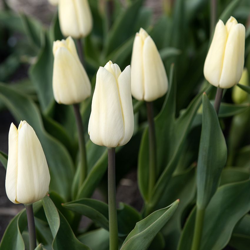 Triumftulipan 'Creme Fraiche' 7 stk i gruppen Løk og knoller hos Impecta Fröhandel (465230)