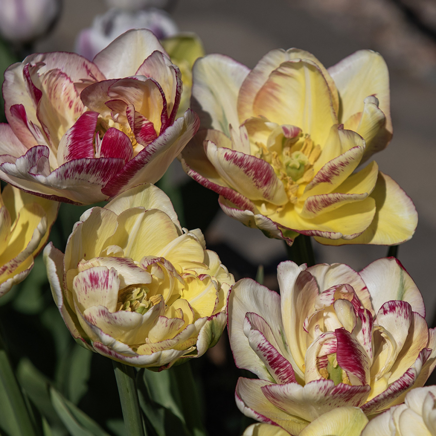 Tulipan 'Double Shake' 5 stk.  i gruppen Løk og knoller hos Impecta Fröhandel (465242)