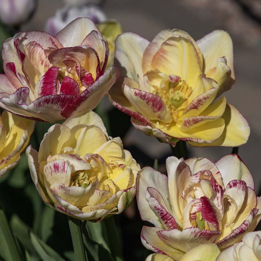 Tulipan 'Double Shake' 5 stk.  i gruppen Løk og knoller / Vårblomstrende løker og knoller / Tulipaner hos Impecta Fröhandel (465242)
