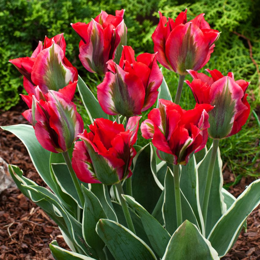 Grønnbåndet tulipan 'Esperanto' 7 stk.  i gruppen Løk og knoller hos Impecta Fröhandel (465245)