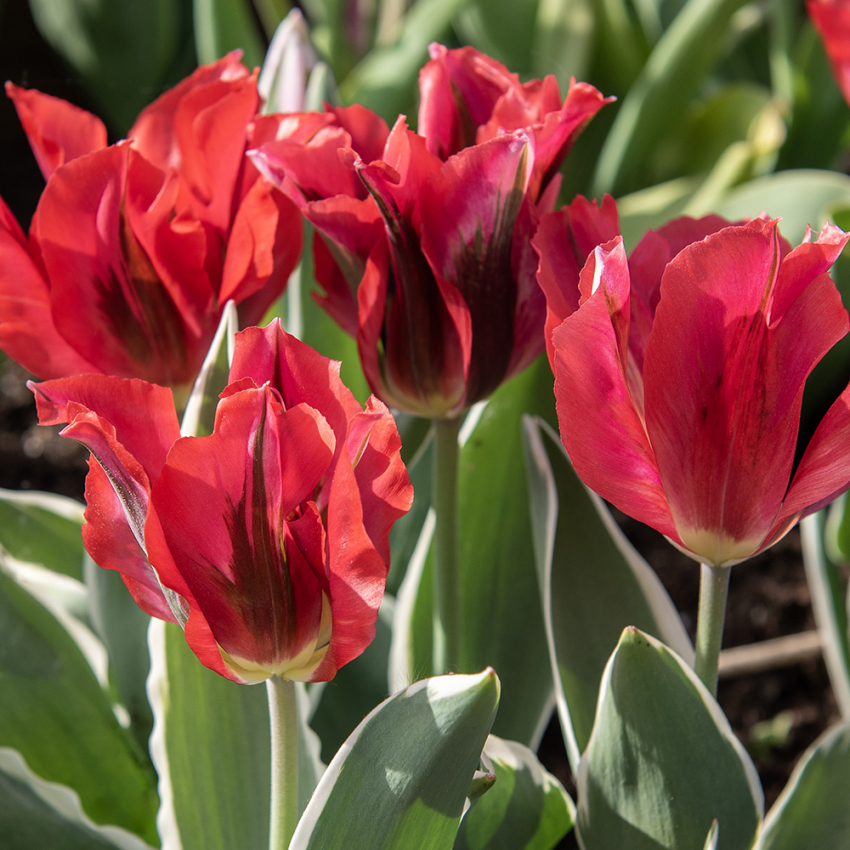 Grønnbåndet tulipan 'Esperanto' 7 stk.  i gruppen Løk og knoller / Vårblomstrende løker og knoller / Tulipaner hos Impecta Fröhandel (465245)