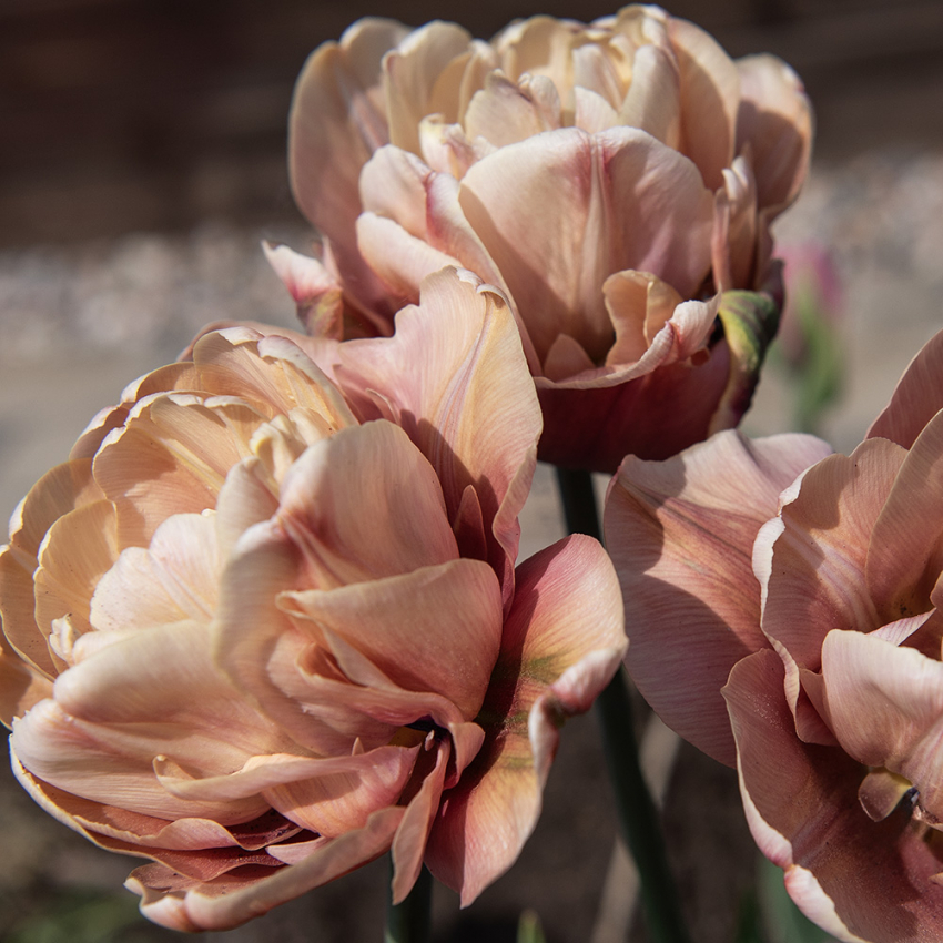 Tulipan 'La Belle Epoque' 5 stk. i gruppen Løk og knoller hos Impecta Fröhandel (465256)