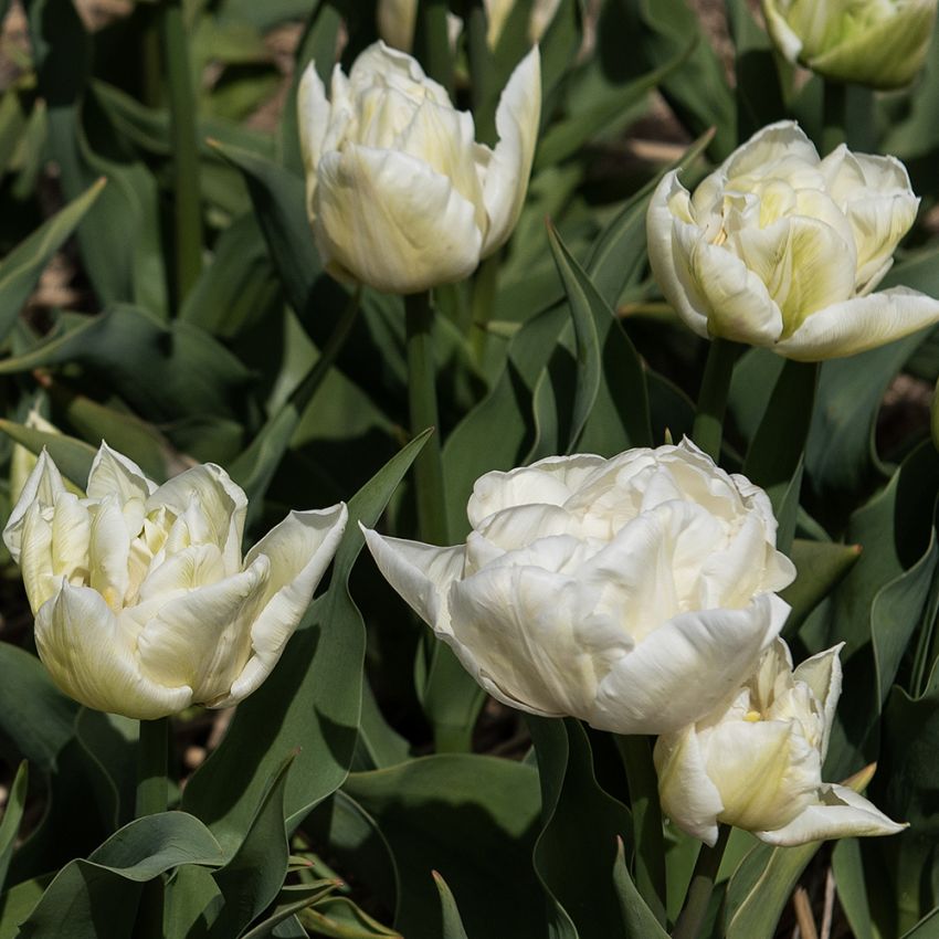 Tulipan 'Mondial' 7 stk. i gruppen Løk og knoller hos Impecta Fröhandel (465257)