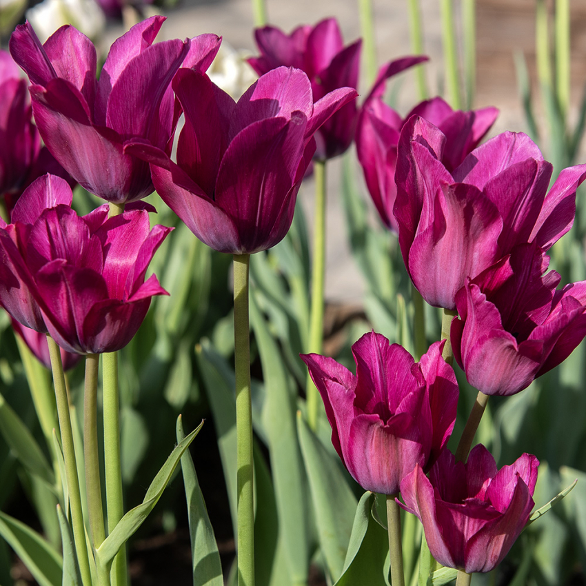 Tulipan 'Night Club' 7 stk. i gruppen Løk og knoller / Vårblomstrende løker og knoller / Tulipaner hos Impecta Fröhandel (465259)