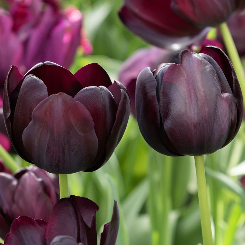 Tulipan 'Queen of Night' 7 stk. i gruppen Løk og knoller hos Impecta Fröhandel (465295)
