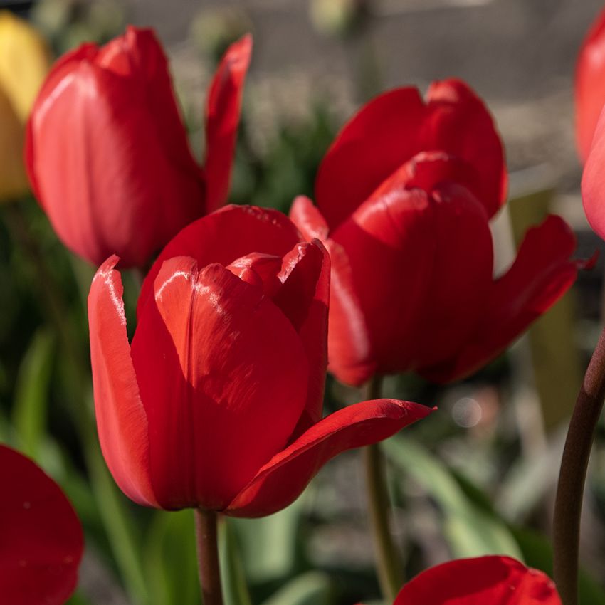 Darwin-hybridtulipan 'Red Impression' 10 stk. i gruppen Løk og knoller hos Impecta Fröhandel (465300)