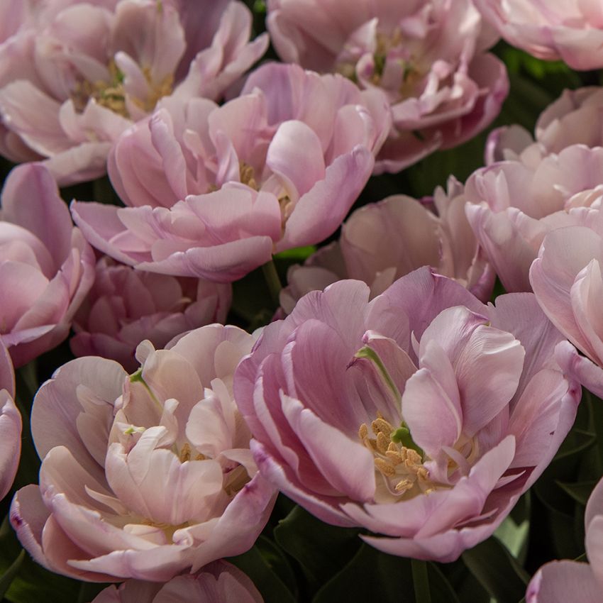 Tulipan 'Tabledance' 7 stk. i gruppen Løk og knoller hos Impecta Fröhandel (465308)