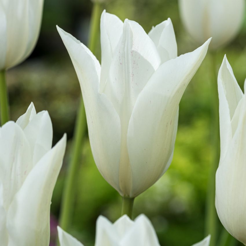 Liljetulipan 'White Triumphator' 7 stk.  i gruppen Løk og knoller hos Impecta Fröhandel (465312)