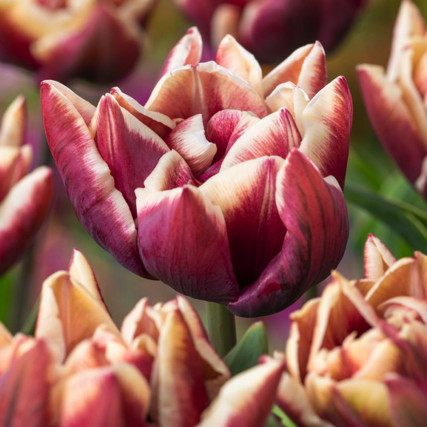 Tulipan 'Wyndham' 7 stk. i gruppen Løk og knoller hos Impecta Fröhandel (465316)