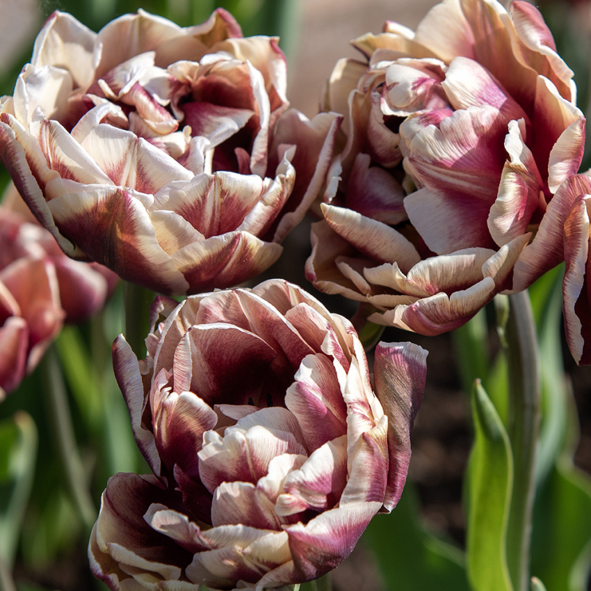 Tulipan 'Wyndham' 7 stk. i gruppen Løk og knoller / Vårblomstrende løker og knoller / Tulipaner hos Impecta Fröhandel (465316)
