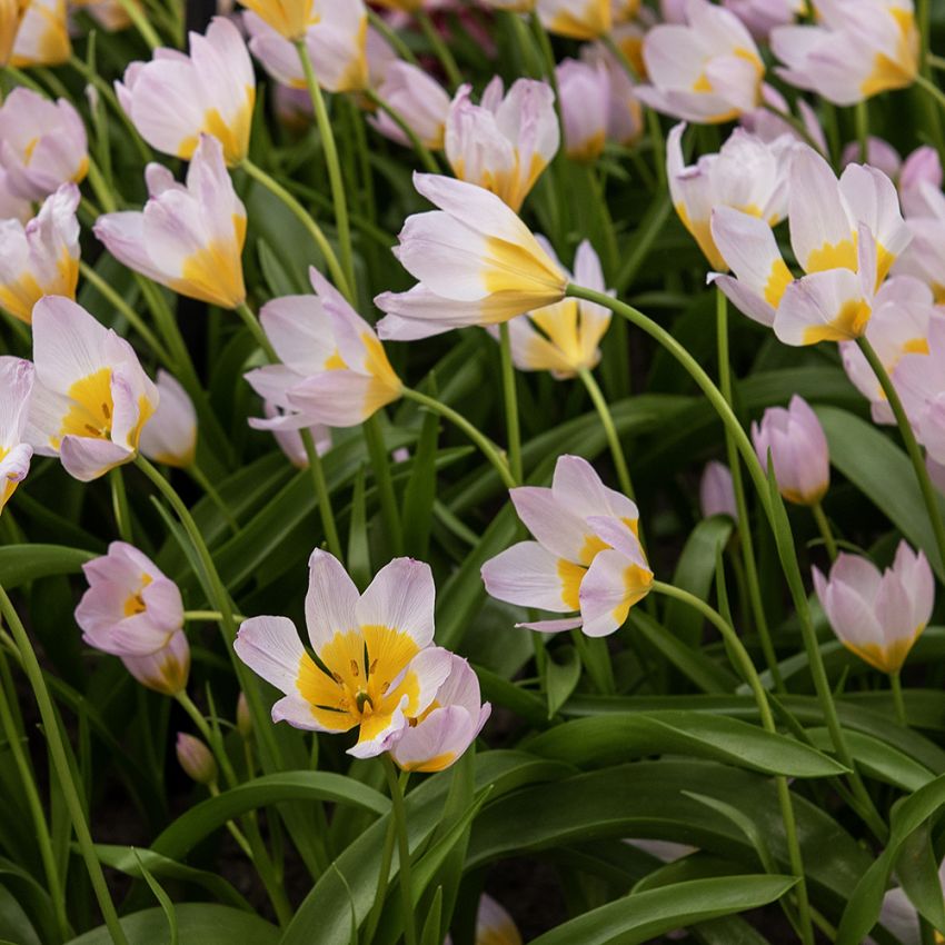 Bergtulipan 'Lilac Wonder' 10 stk. i gruppen Løk og knoller hos Impecta Fröhandel (465320)