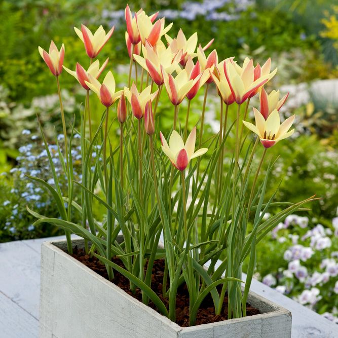 Italiensk tulipan 'Cynthia' 10 stk. i gruppen Løk og knoller hos Impecta Fröhandel (465340)