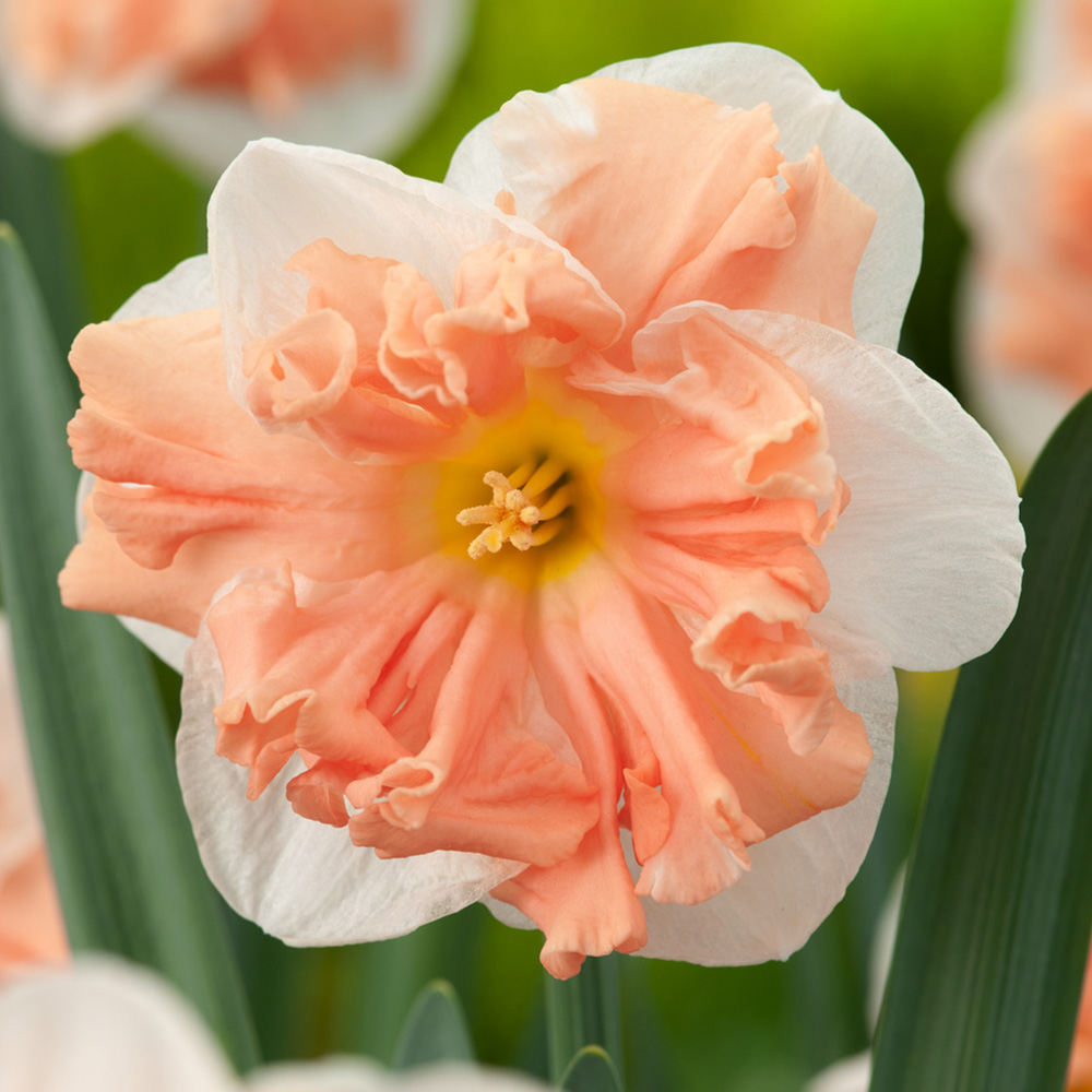 Edelnarsiss 'Apricot Whirl'  5 stk