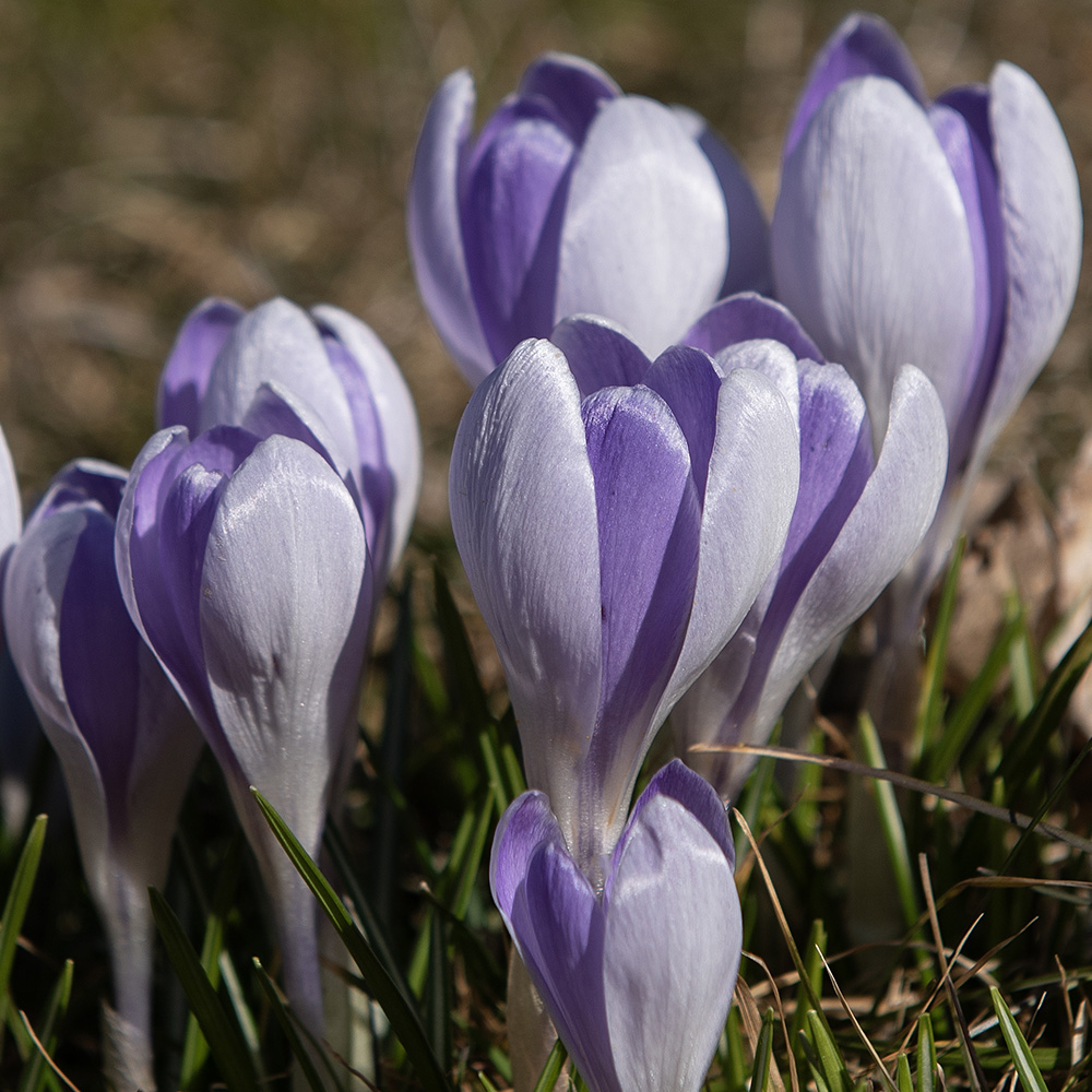 Krokus 'Vanguard' 10 stk. i gruppen Løk og knoller hos Impecta Fröhandel (465578)