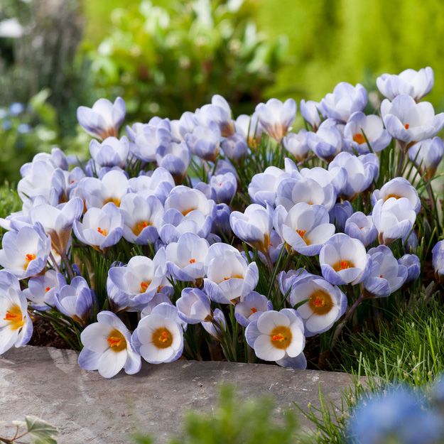 Blå begerkrokus 'Blue Pearl' 15 stk. i gruppen Løk og knoller / Vårblomstrende løker og knoller / Krokus hos Impecta Fröhandel (465580)