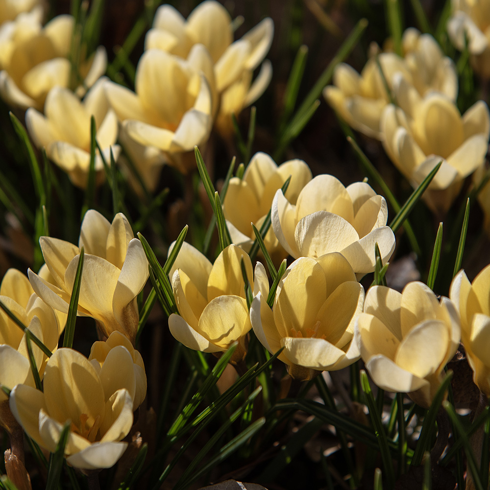 Krokus 'Romance' 20 stk. i gruppen Løk og knoller hos Impecta Fröhandel (465640)