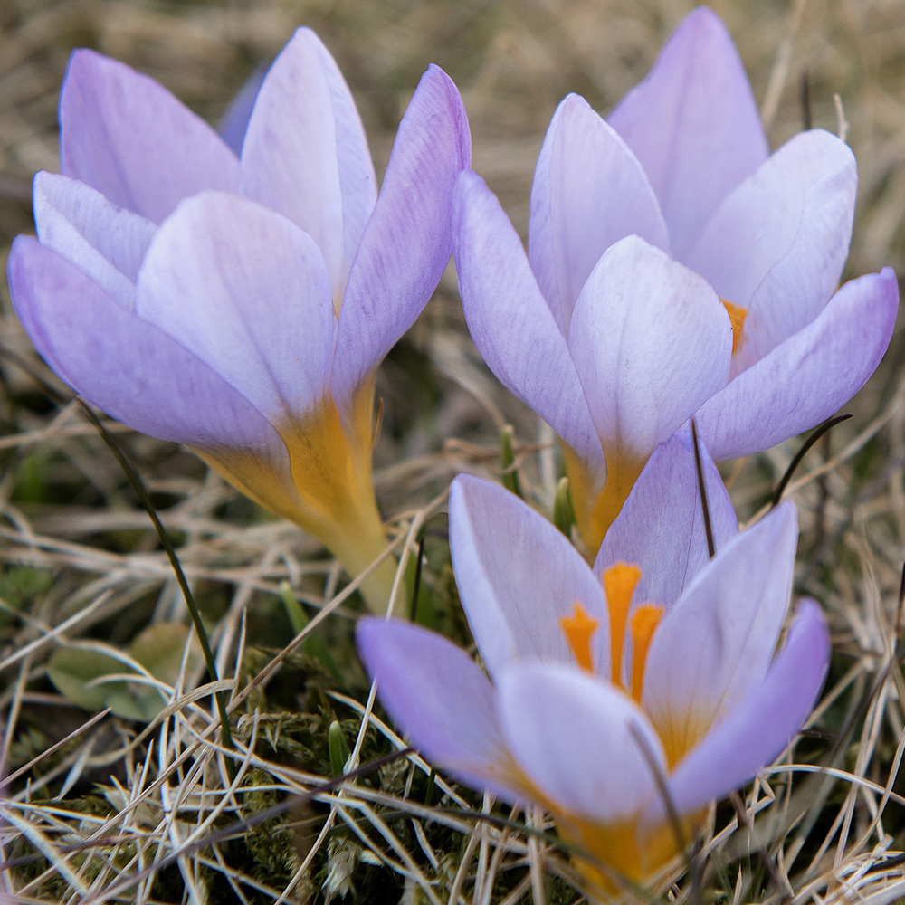 Gresk krokus 'Firefly' 20 stk. i gruppen Løk og knoller / Vårblomstrende løker og knoller / Krokus hos Impecta Fröhandel (465660)