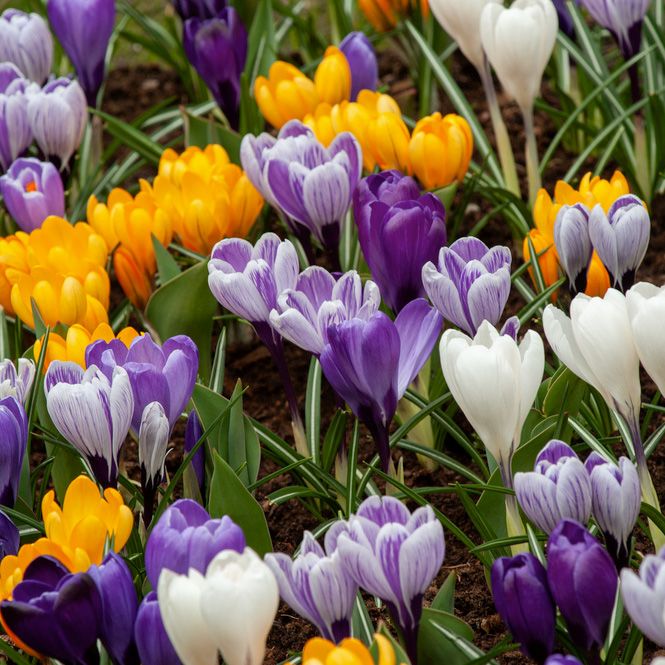 Krokus miks 20 stk. i gruppen Løk og knoller / Vårblomstrende løker og knoller / Krokus hos Impecta Fröhandel (465680)