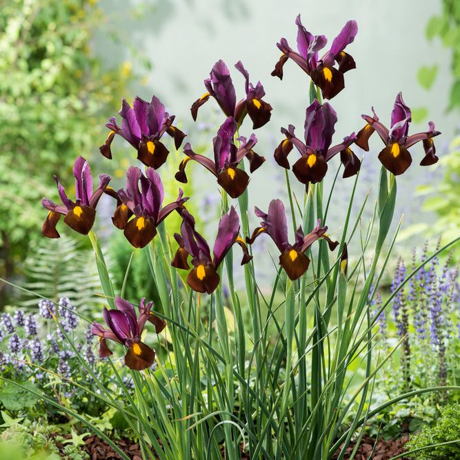 Hollandiris 'Red Ember' 10 stk. i gruppen Løk og knoller hos Impecta Fröhandel (465920)