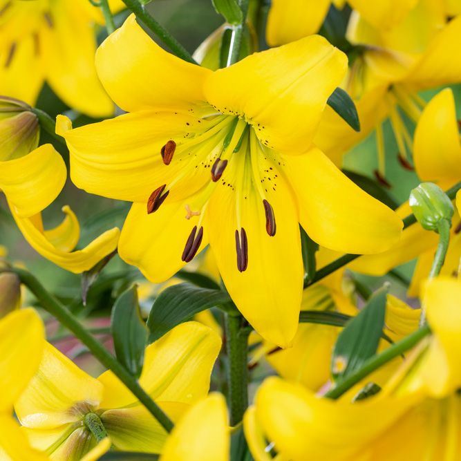 Asiatisk lilje 'Pearl Melanie' 2 stk. i gruppen Løk og knoller hos Impecta Fröhandel (465980)