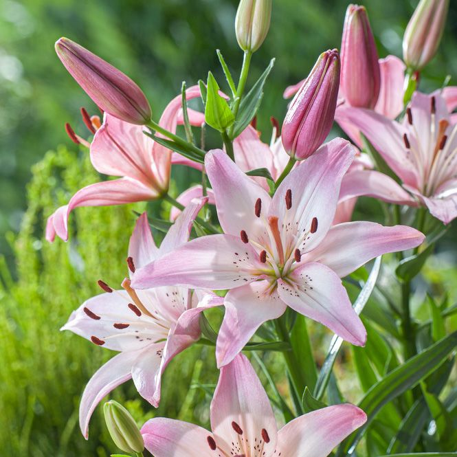 Asiatisk lilje 'Rosella's Dream' 2 stk. i gruppen Løk og knoller hos Impecta Fröhandel (466040)