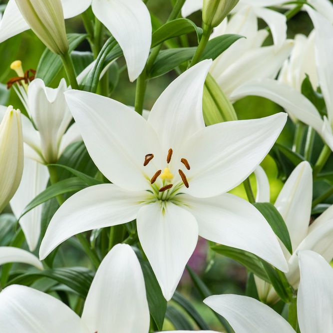 Asiatisk lilje 'Bright Diamond' 2 stk. i gruppen Løk og knoller hos Impecta Fröhandel (466060)