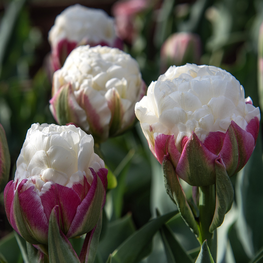 Tulipan 'Ice Cream' 5 stk. i gruppen Løk og knoller hos Impecta Fröhandel (466240)