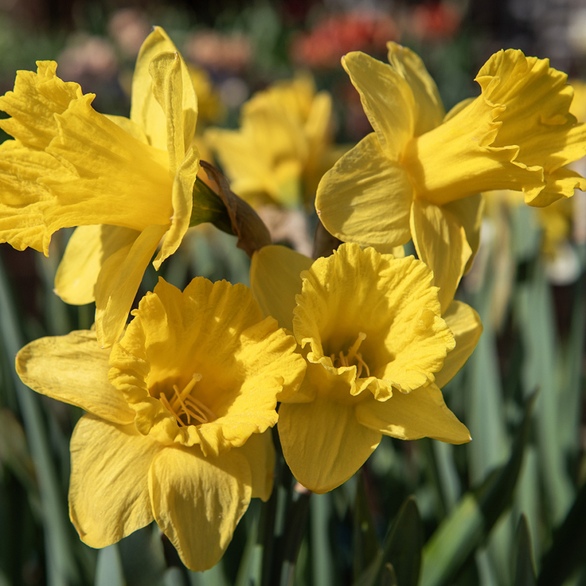 Narsiss 'Yellow Mix' 100 stk. i gruppen Løk og knoller / Vårblomstrende løker og knoller / Påskeliljer hos Impecta Fröhandel (466460)