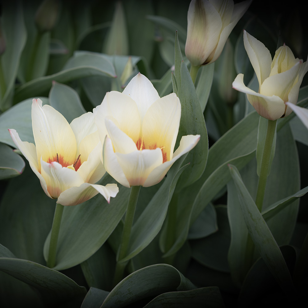 Fosteriana-tulipan  'Mieke Telkamp' 7 stk