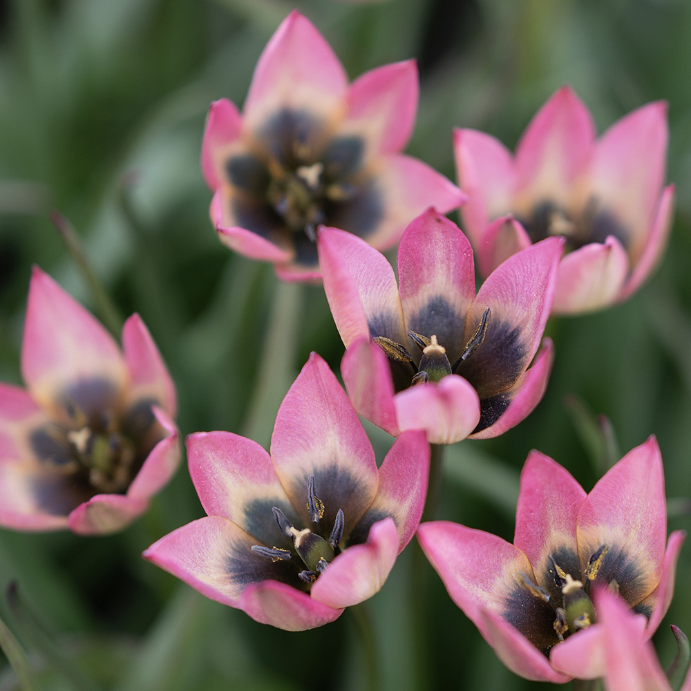 Villtulipan 'Danique' 7 stk