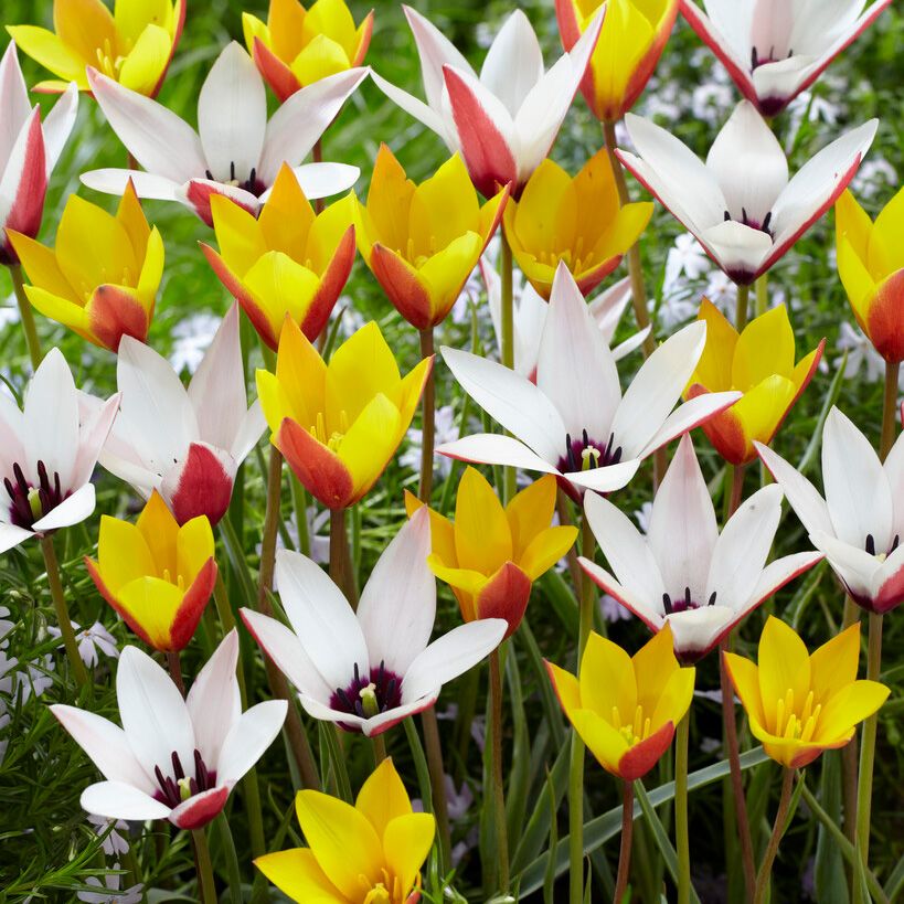 Italiensk tulipan 'Belles Tulipes' 25 stk. i gruppen Tips / Løk og knoller hos Impecta Fröhandel (466580)