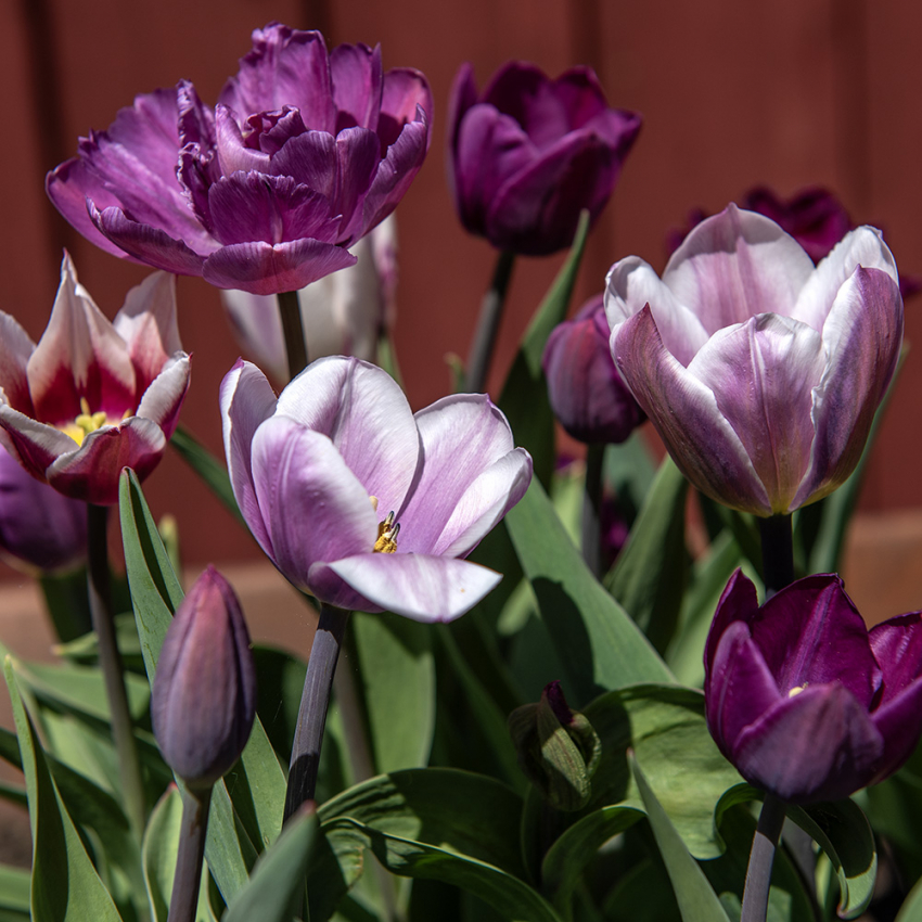 Tulipan 'Blueberry Mix' 15 stk. i gruppen Løk og knoller hos Impecta Fröhandel (466583)