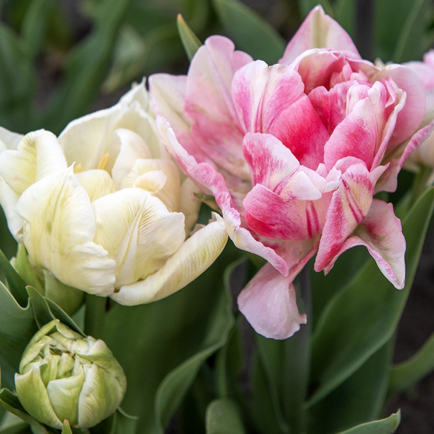 Tulipan 'Double Sensation' 15 stk. i gruppen Løk og knoller hos Impecta Fröhandel (466586)