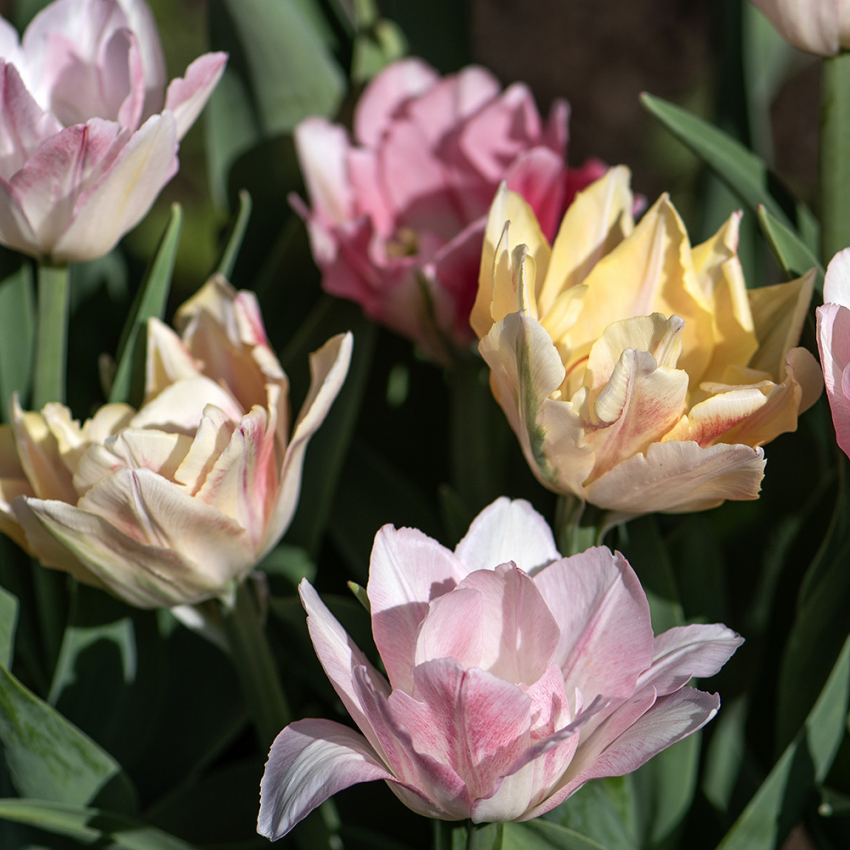 Tulipan 'Foxtrot Mix' 15 stk. i gruppen Løk og knoller hos Impecta Fröhandel (466589)